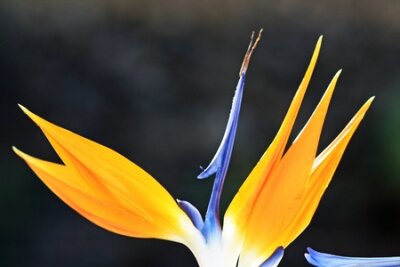 Papier peint  Strelitzia, Gran Canaria, Espagne