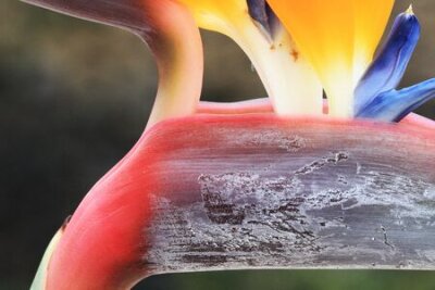 Papier peint  Strelitzia, Gran Canaria, Espagne