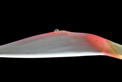 Papier peint  Strelitzia, Gran Canaria, Espagne