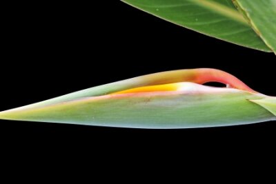 Papier peint  Strelitzia, Gran Canaria, Espagne