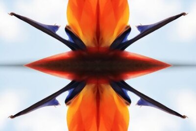 Papier peint  Strelitzia, Gran Canaria, Espagne