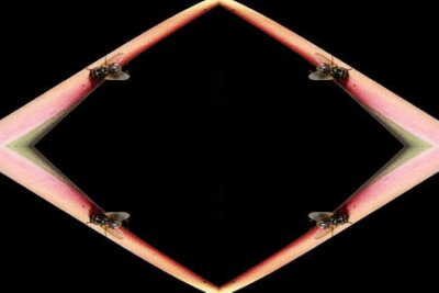 Papier peint  Strelitzia, Gran Canaria, Espagne