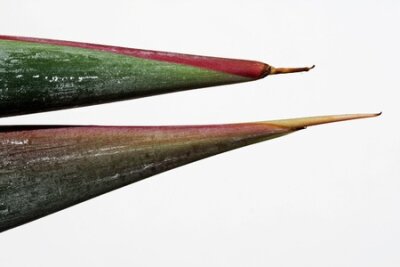 Papier peint  Strelitzia, Gran Canaria, Espagne