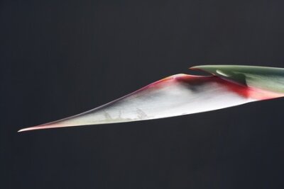 Papier peint  Strelitzia, Gran Canaria, Espagne