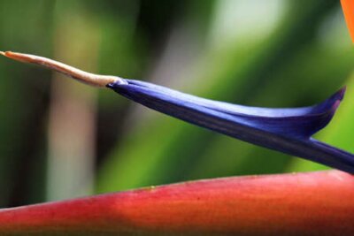 Papier peint  Strelitzia, Gran Canaria, Espagne