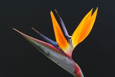 Papier peint  Strelitzia, Gran Canaria, Espagne