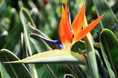 Papier peint  Strelitzia, Gran Canaria, Espagne