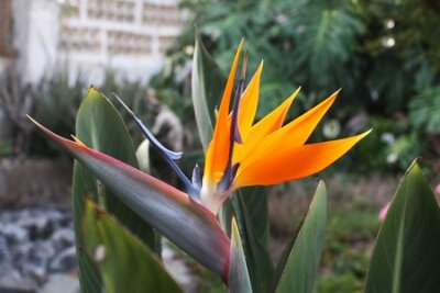 Papier peint  Strelitzia, Gran Canaria, Espagne
