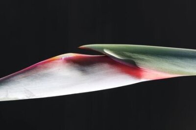 Papier peint  Strelitzia, Gran Canaria, Espagne