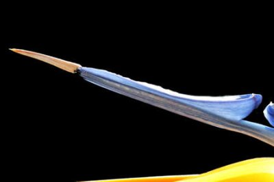 Papier peint  Strelitzia, Gran Canaria, Espagne