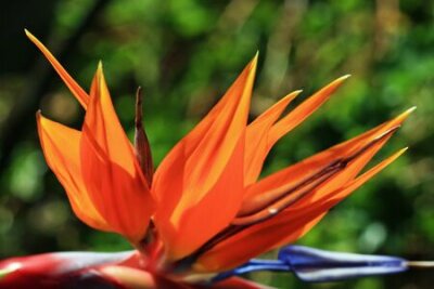 Papier peint  Strelitzia, Gran Canaria, Espagne