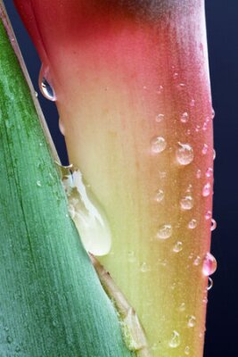 Papier peint  Strelitzia, Gran Canaria, Espagne