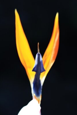 Papier peint  Strelitzia, Gran Canaria, Espagne
