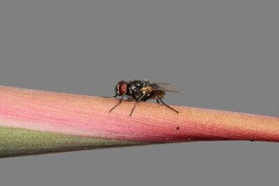 Papier peint  Strelitzia, Gran Canaria, Espagne