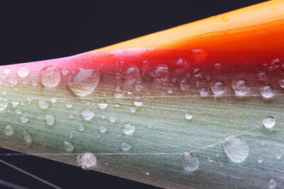 Papier peint  Strelitzia, Gran Canaria, Espagne