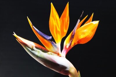 Papier peint  Strelitzia, Gran Canaria, Espagne