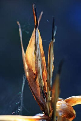 Papier peint  Strelitzia, Gran Canaria, Espagne