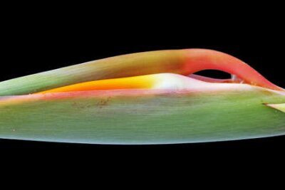 Papier peint  Strelitzia, Gran Canaria, Espagne