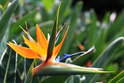Papier peint  Strelitzia, Gran Canaria, Espagne