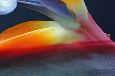 Papier peint  Strelitzia, Gran Canaria, Espagne