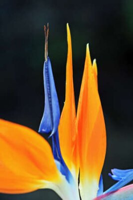 Papier peint  Strelitzia, Gran Canaria, Espagne