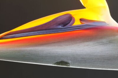 Papier peint  Strelitzia, Gran Canaria, Espagne