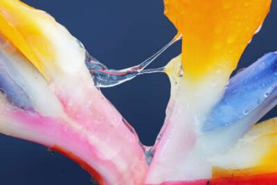 Papier peint  Strelitzia, Gran Canaria, Espagne