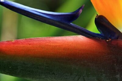 Papier peint  Strelitzia, Gran Canaria, Espagne