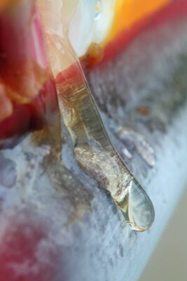 Papier peint  Strelitzia, Gran Canaria, Espagne