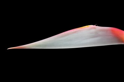 Papier peint  Strelitzia, Gran Canaria, Espagne