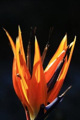 Papier peint  Strelitzia, Gran Canaria, Espagne