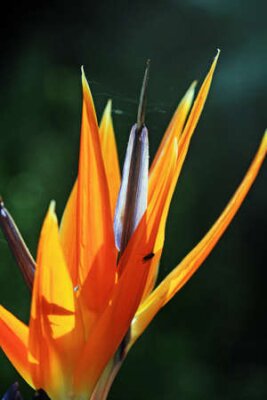 Papier peint  Strelitzia, Gran Canaria, Espagne