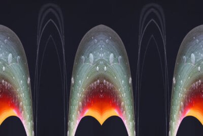 Papier peint  Strelitzia, Gran Canaria, Espagne