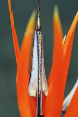 Papier peint  Strelitzia, Gran Canaria, Espagne