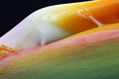 Papier peint  Strelitzia, Gran Canaria, Espagne