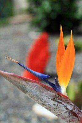 Papier peint  Strelitzia, Gran Canaria, Espagne