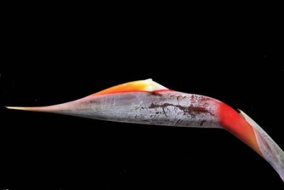 Papier peint  Strelitzia, Gran Canaria, Espagne