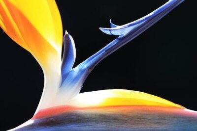 Papier peint  Strelitzia, Gran Canaria, Espagne