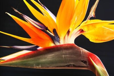 Papier peint  Strelitzia, Gran Canaria, Espagne