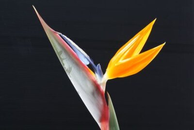 Papier peint  Strelitzia, Gran Canaria, Espagne