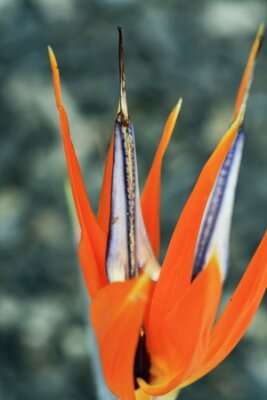 Papier peint  Strelitzia, Gran Canaria, Espagne