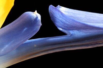 Papier peint  Strelitzia, Gran Canaria, Espagne
