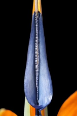 Papier peint  Strelitzia, Gran Canaria, Espagne