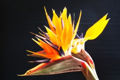 Papier peint  Strelitzia, Gran Canaria, Espagne