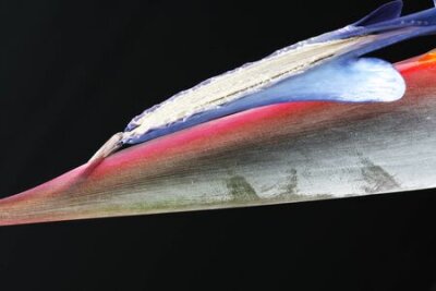 Papier peint  Strelitzia, Gran Canaria, Espagne