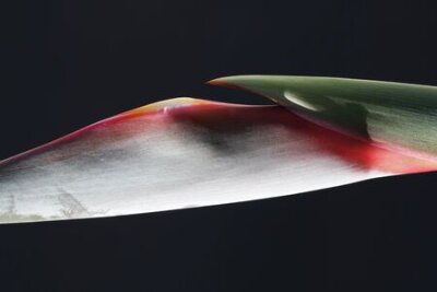 Papier peint  Strelitzia, Gran Canaria, Espagne