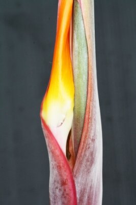 Papier peint  Strelitzia, Gran Canaria, Espagne