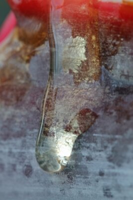 Papier peint  Strelitzia, Gran Canaria, Espagne