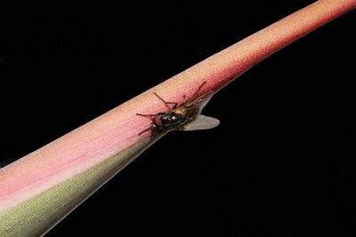 Papier peint  Strelitzia, Gran Canaria, Espagne