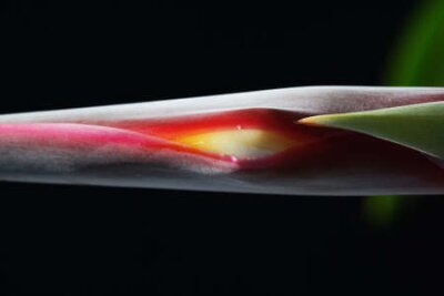 Papier peint  Strelitzia, Gran Canaria, Espagne